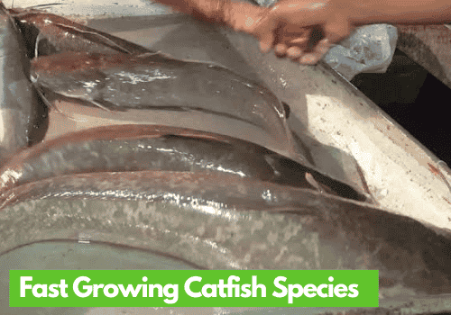 Fast Growing Catfish Species In Nigeria 2022 To Invest On - NAGRO