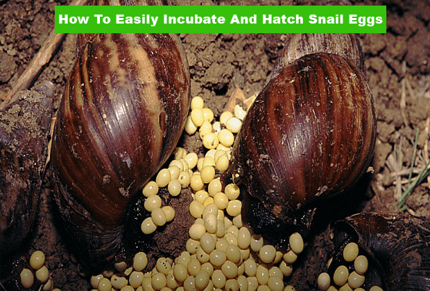 How To Easily Incubate And Hatch Snail Eggs Complete Guide NAGRO